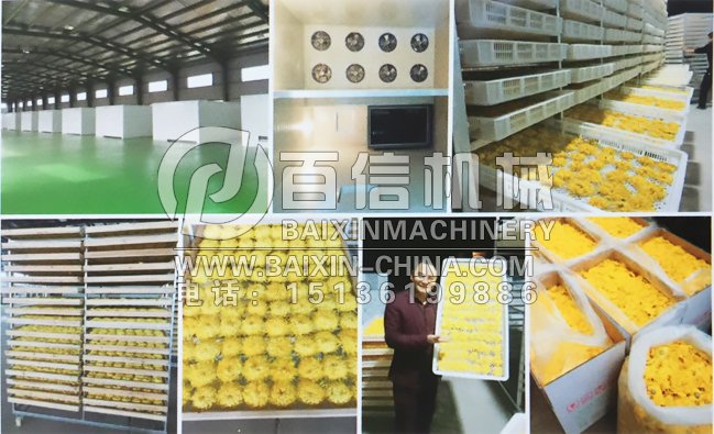 金絲黃菊烘干機